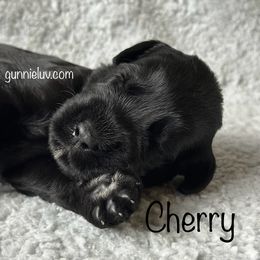 Cherry - Black female Schnoodle puppy in Saint Augustine, Florida from Gunnie Luv, LLC