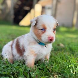 Birdie AKC - Red merle female Australian Shepherd puppy in Polk City, Florida from Skaky Shepherds
