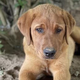 Labrador Retrievers from Sager’s Labrador Puppies