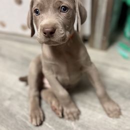 Girl 2 - Silver gray female Weimaraner puppy in Carter, Montana from PM Weimaraners