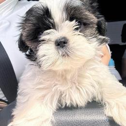 Miley - Tricolor female Shih Tzu puppy in Azusa, California from RJ Shih Tzu lover