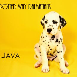 Boy 1 - Dalmatian puppy in Austin, Texas from Spotted Way Dalmatians