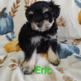 Eric - Black male Miniature Schnauzer puppy in Diana, Texas from Happy Pawz Schnauzers