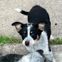 Zero - Blue male Australian Cattle Dog puppy in Lancaster, Minnesota from Weleski Chocolate Heelers