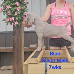 Weimaraner Puppies from So-IN Weimaraner's