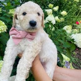 Clementine- light pink - Cream female Goldendoodle puppy in Carlton, Minnesota from Lakeside Doodles MN