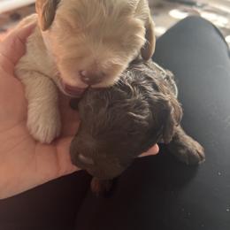 Goldendoodle Puppies from Baby Bell Doodles