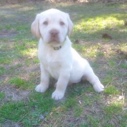 Frittata (Yellow Collar) - Yellow female Labrador Retriever puppy in Prince George, Virginia from Kingdom Kenelz Labradors