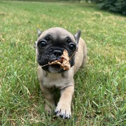 Black and Tan Coonhound and French Bulldog Puppies from Kalan Kennel