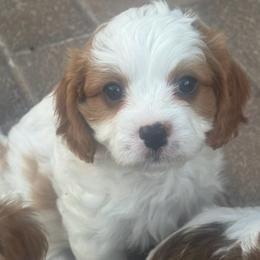 Woody - male Cavapoo puppy in Las Cruces, New Mexico from Mayflowers Cavalier Spaniels
