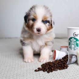 Australian Shepherd Puppies from Badlands Australian Shepherds