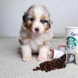 Australian Shepherd Puppies from Badlands Australian Shepherds
