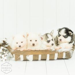 Pomsky Puppies from Kaelel Kennels