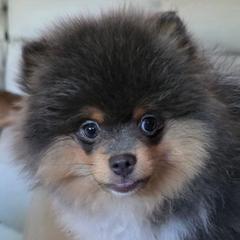 AKC Blue tri-color parti 2750 - Blue parti male Pomeranian puppy in Gloversville, New York from ADKPOM Adirondack Pomeranians