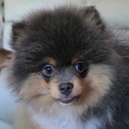 AKC Blue tri-color parti 2750 - Blue parti male Pomeranian puppy in Gloversville, New York from ADKPOM Adirondack Pomeranians