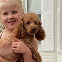 Poodles from Puppies By CHARMM