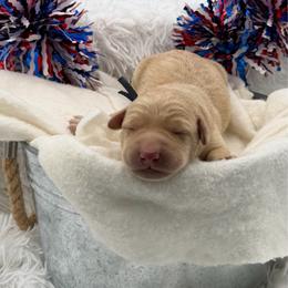 Blue - Yellow male Labrador Retriever puppy in Heath Springs, South Carolina from Rich Hill Retrievers