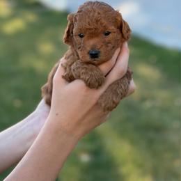 Joey - Red  male Goldendoodle puppy in Cedar City, Utah from Precious Paws Ranch