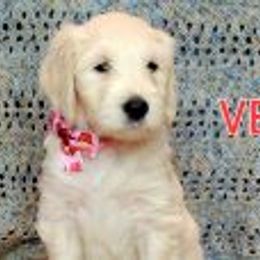 Goldendoodle Puppies from Sancass'd Goldendoodles