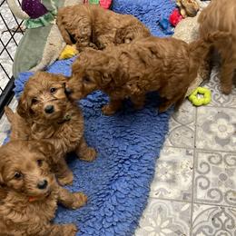 Goldendoodle Puppies from Coal Country Doodles
