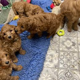Goldendoodle Puppies from Coal Country Doodles