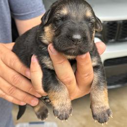 Butterfinger - Black and tan male German Shepherd puppy in Barnhart, Missouri from Combat Creek German Shepherds