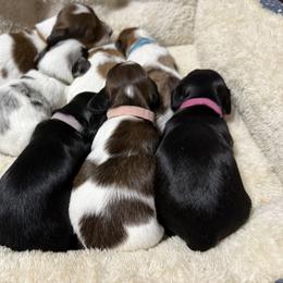 Dachshund Puppies from Gillian’s Darling’ Doxies