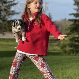 Aussiedoodle Puppies from Crystal Ridge Doodles