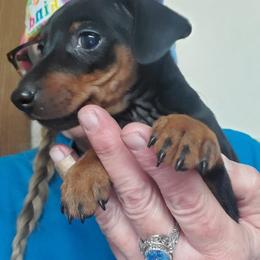 Miniature Pinscher Puppies from Rock of Ages Kennel