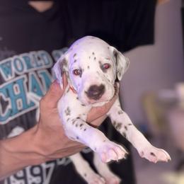 Girl 2 Red - White and liver brown female Dalmatian puppy in Miami, Florida from Soflo Dalmatians
