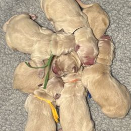 Girl 1 - female Golden Retriever puppy in Oklahoma City, Oklahoma from Shire Springs Kennels