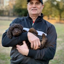 Lucky Country My Name is Roman - Chocolate male Australian Labradoodle puppy in Wake Forest, North Carolina from Lucky Country Labradoodles