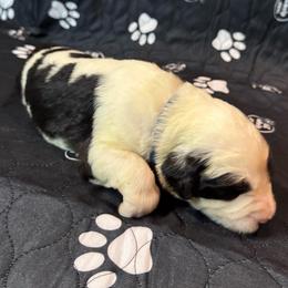 BAMBOO - Black and white male Sheepadoodle puppy in Riverside, California from Downtown Doodles & Frenchies