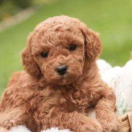 Opal - Red  female Poodle puppy in Nappanee, Indiana from Perfect Match Poodles