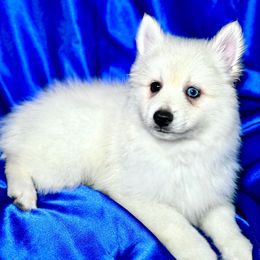 Olaf - White male Pomsky puppy in Rhome, Texas from TyeDye Kennels