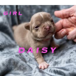 Daisy - Liver female French Bulldog puppy in Denison, Texas from Lovemyfrenchies – Stoddard Frenchbulldog's