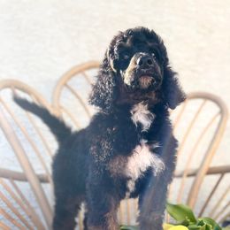 Poodle Puppies from Lenca Kennels