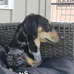 Callie - Dachshund