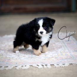 Tabasco - Black tri female Miniature Australian Shepherd puppy in Prague, Oklahoma from Clay Creek Aussies