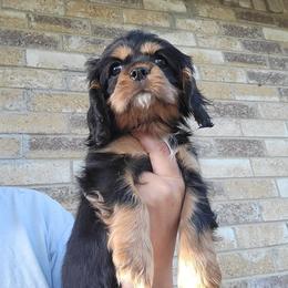 Beefcake - Black and tan male Cavalier King Charles Spaniel puppy in Grand Prairie, Texas from Westchester Cavaliers