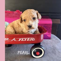 Pearl - Red female Cockapoo puppy in Connersville, Indiana from MoonShine Babies