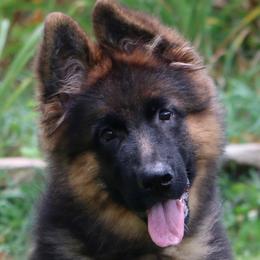 German Shepherd Puppies from Drache Feld