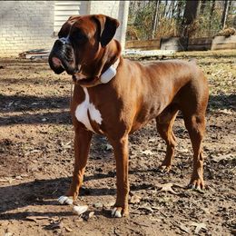 Bleu - Boxer