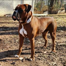 Bleu - Boxer