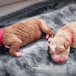 Goldendoodle puppies from Edgewater Doodles & Designer Pups