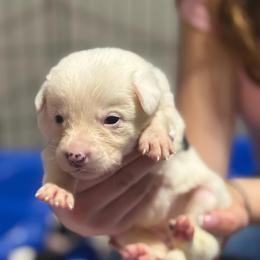 Black - Black and white female Border Collie puppy in Tallmadge, Ohio from Premier Dobermans