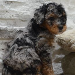 Aussiedoodles, Cavalier King Charles Spaniels, and Cavapoos from Carolina Doodles & Co.