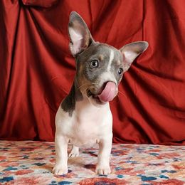 Opal - White and blue female Teddy Roosevelt Terrier puppy in Claremore, Oklahoma from Travelin' Man Terriers