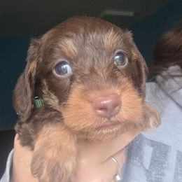 Chocolate and tan wire boy green collar - Chocolate and tan male Dachshund puppy in Declo, Idaho from Dozendachs
