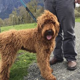 Australian Labradoodle All Grown Up from Shedless in Seattle Labradoodles